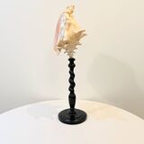 XXL 54 cm Old large conch shell on wooden base Napoleon III cabinet of curiosities foot