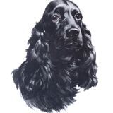 Animal portrait, painting signed by Jean Rivet, 1960s