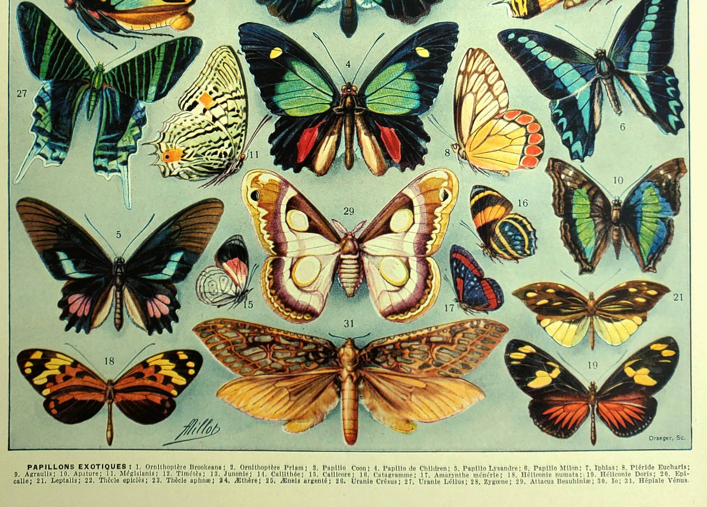 Antique lithograph 1928 A. Millot - Exotic butterflies