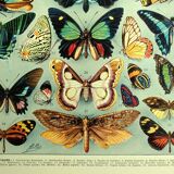 Lithographie ancienne 1928 A. Millot - Papillons exotiques