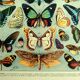 Antique lithograph 1928 A. Millot - Exotic butterflies