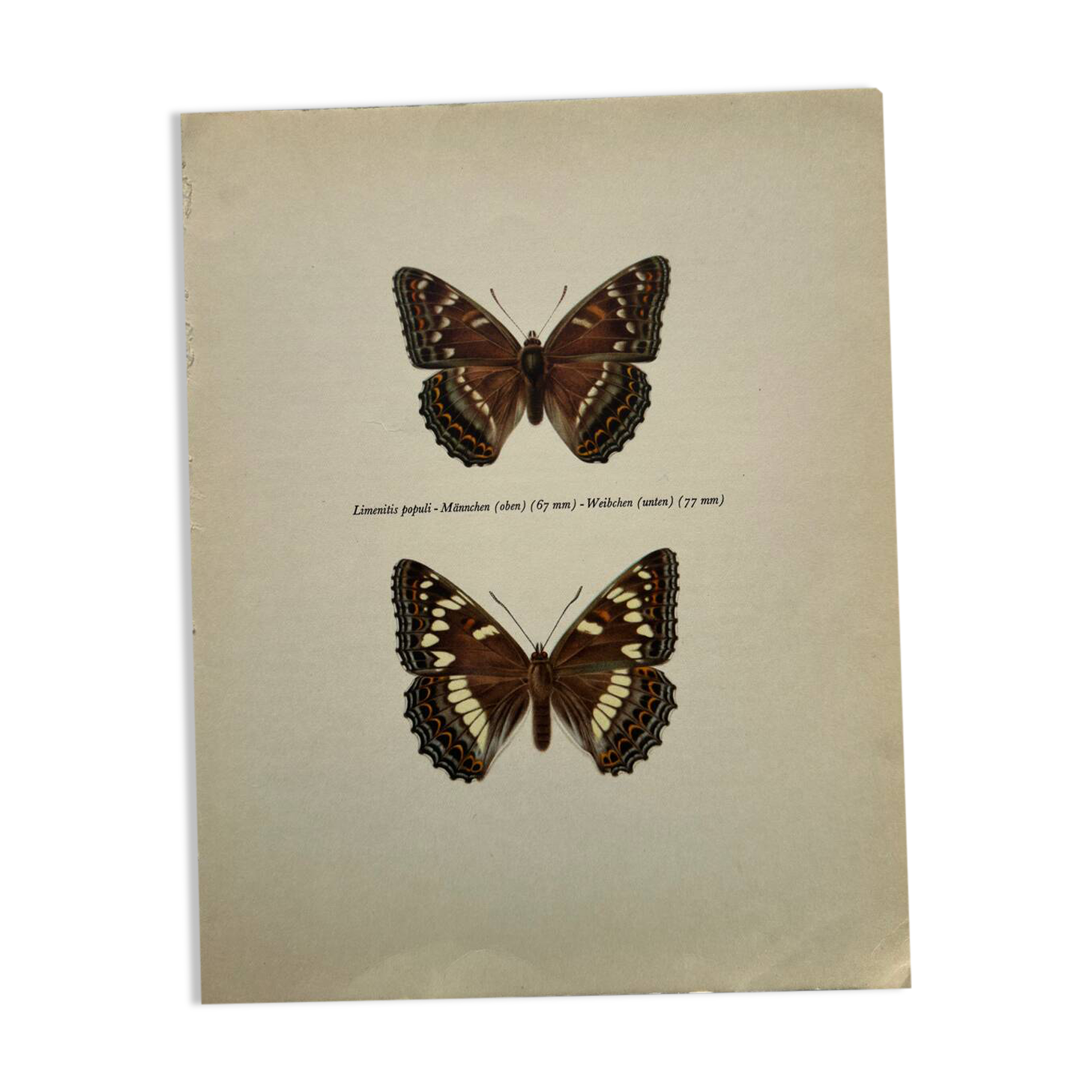 Old butterfly engraving retro botanical print