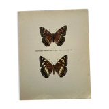 Old butterfly engraving retro botanical print