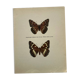 Old butterfly engraving retro botanical print
