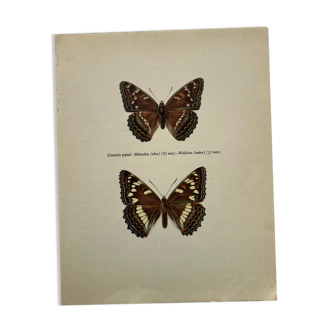 Old butterfly engraving retro botanical print