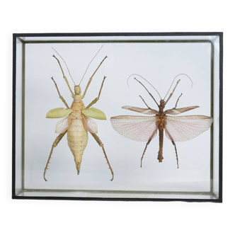 Cadre entomologique vintage insectes de Malaisie