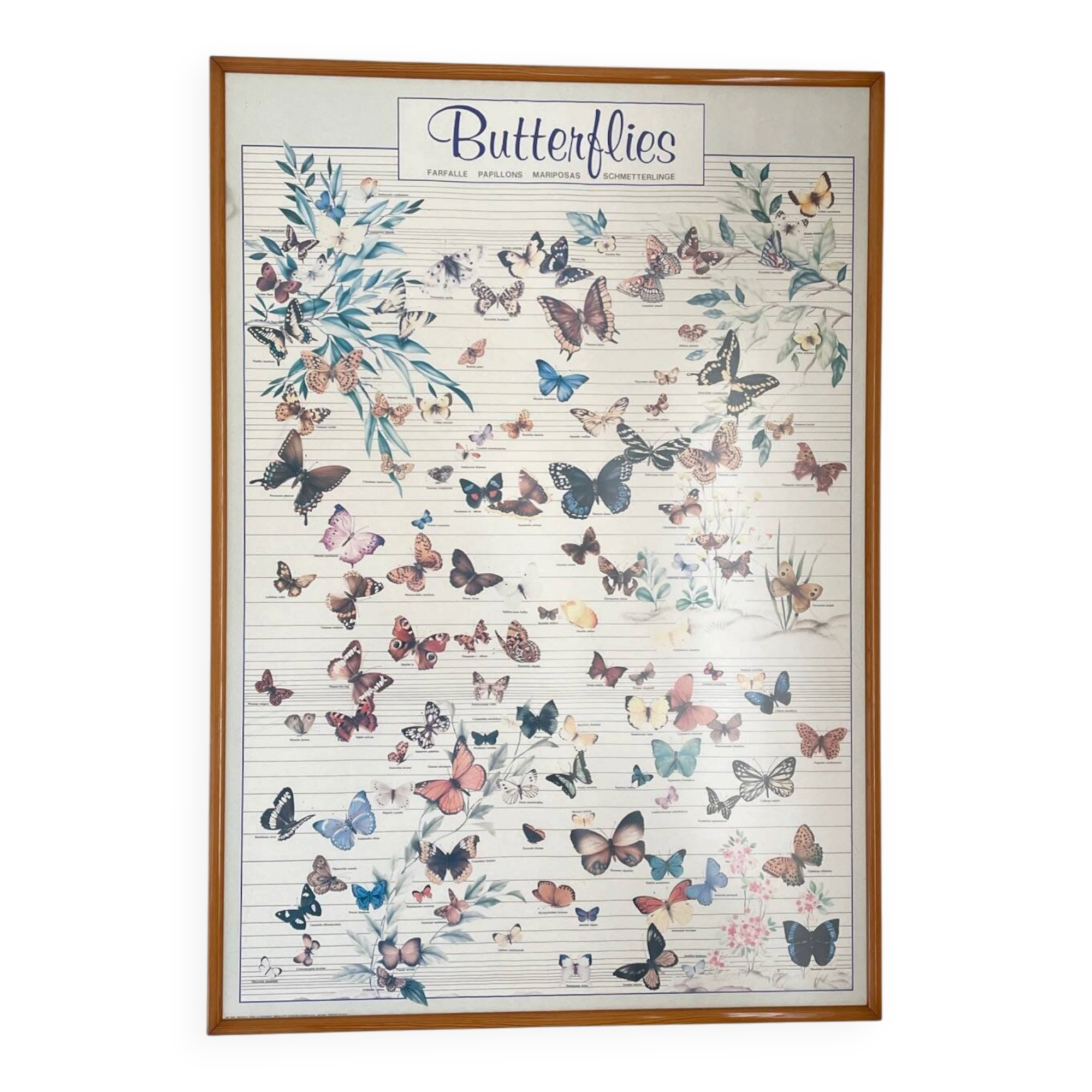 TABLEAU Display BUTTERFLY Italy Vintage