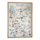 TABLEAU Display BUTTERFLY Italy Vintage