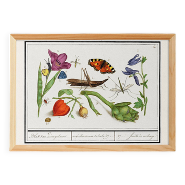 Small poster about insects and flowers (physalis)
