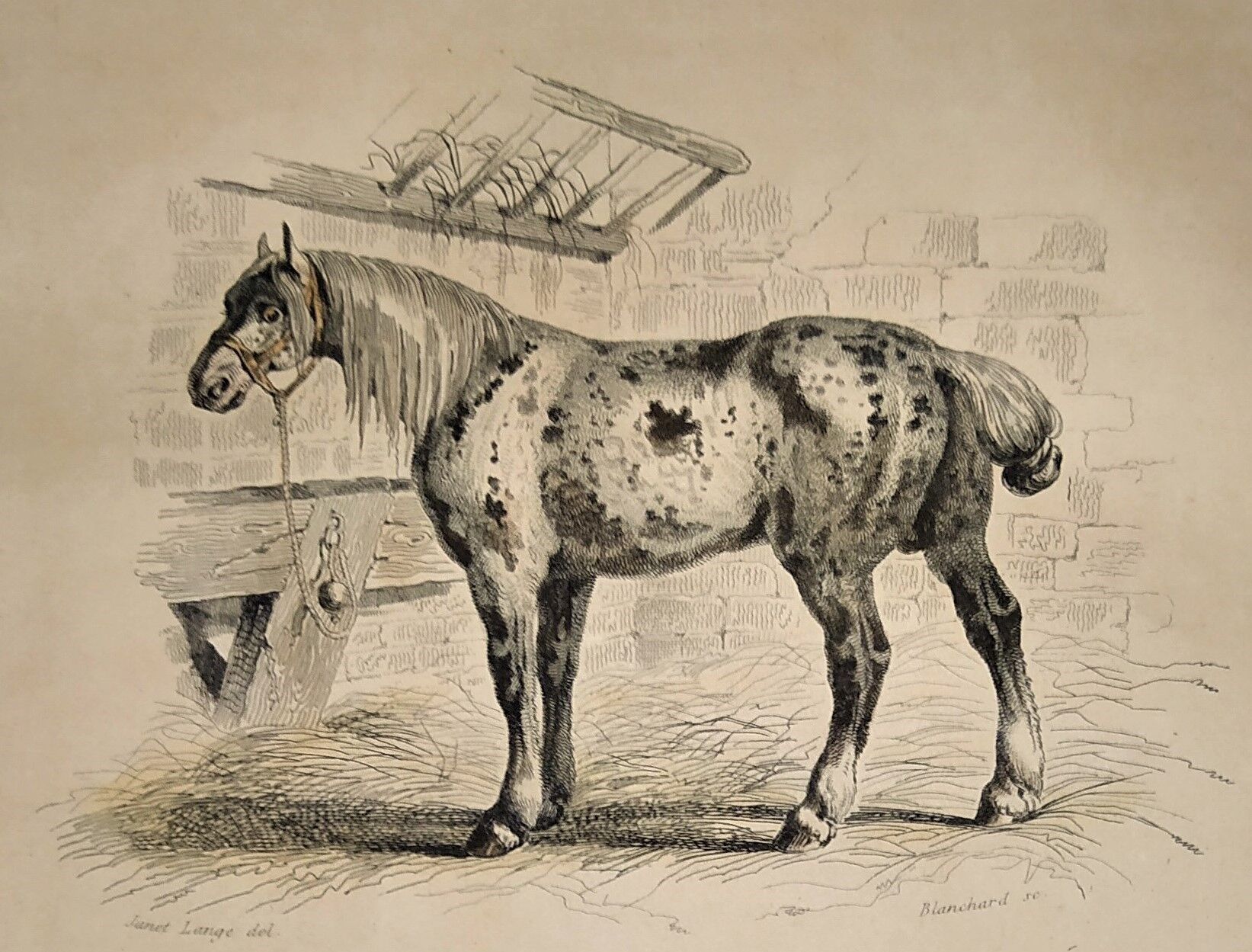 Original zoological frame engraving of 1839 " tait's horse,.... "