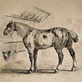 Original zoological frame engraving of 1839 " tait's horse,.... "
