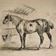 Original zoological frame engraving of 1839 " tait's horse,.... "