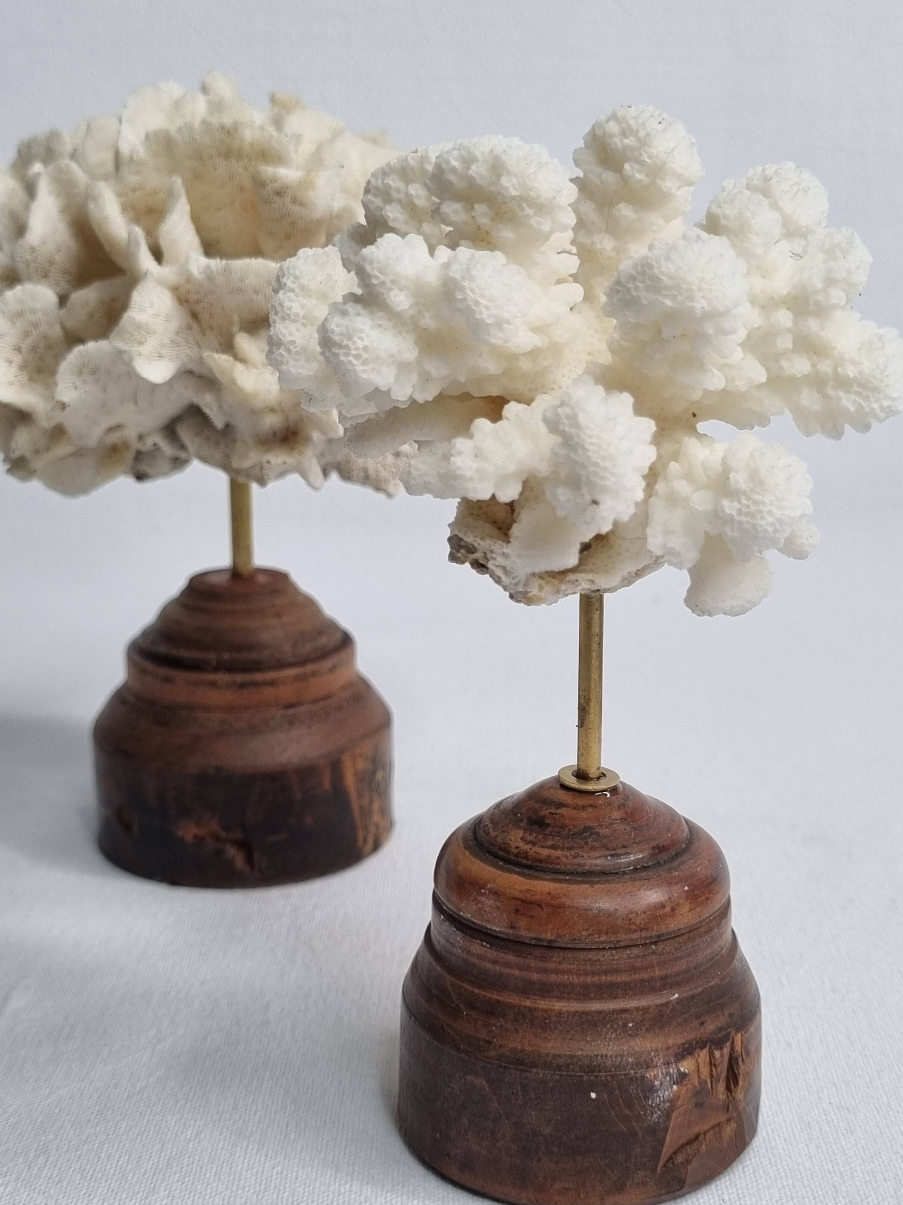 Pair of antique corals on turned wooden bases, 13 cm
