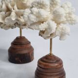 Pair of antique corals on turned wooden bases, 13 cm