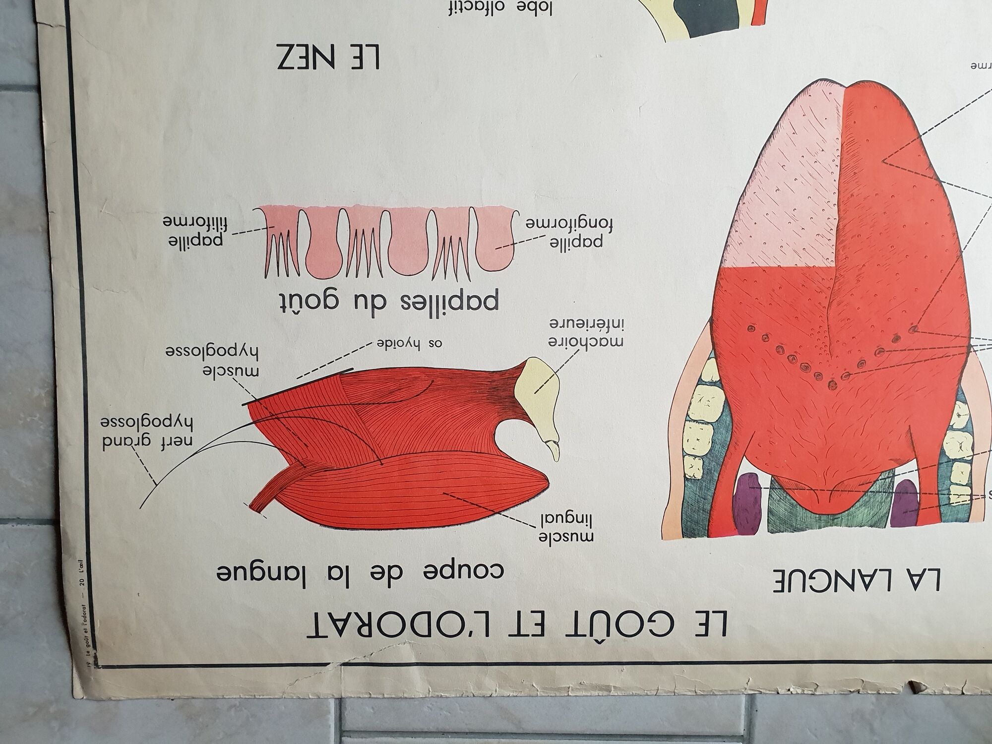 School poster Rossignol - taste and smell and the eye