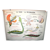 Affiche pédagogique scolaire nature "la multiplication végétale" "la fécondation d'une fleur" lang
