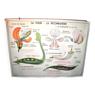 Nature school educational poster "plant multiplication" "the fertilization of a flower" lang