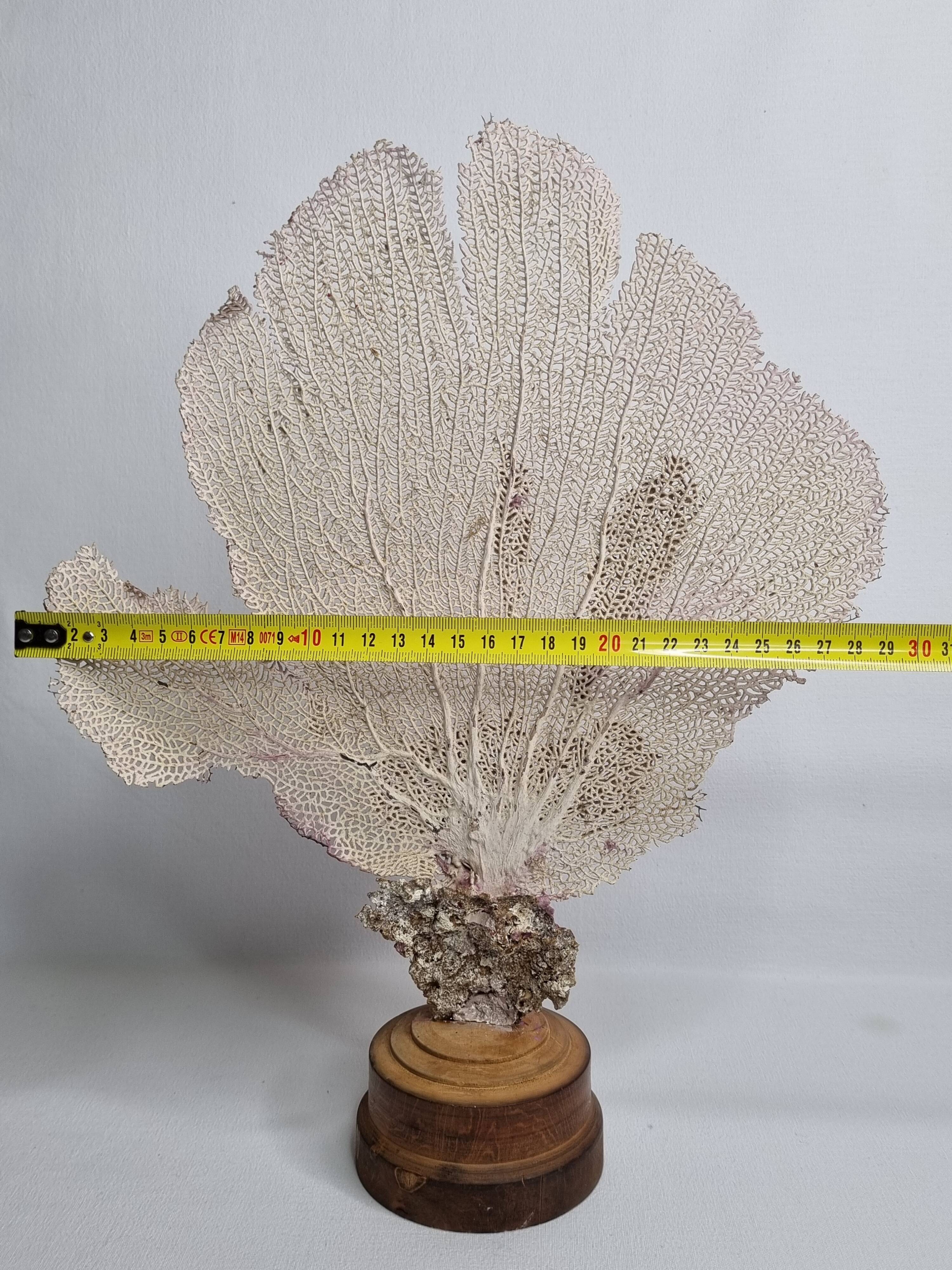 Antique Gorgonian coral, Venus fan, on solid wood base, 37 cm