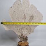 Antique gorgonian coral, Venus fan, on solid wood base, 37 cm