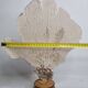 Antique Gorgonian coral, Venus fan, on solid wood base, 37 cm