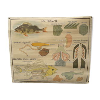 Affiche scolaire Rossignol la perche et la grenouille 90x75cm