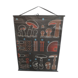 Vintage poster Dr Audoux mushroom theme