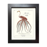 Lithograph engraving chimera animal framed, the flamoulpe 22x28 cm