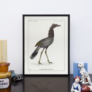 Lithograph chimeric engraving animal - the cariapocampus