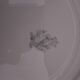 3 plates in opaque porcelain of Lunéville diam 22 cm