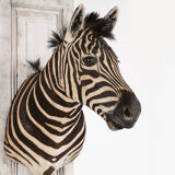 Zebra taxidermy