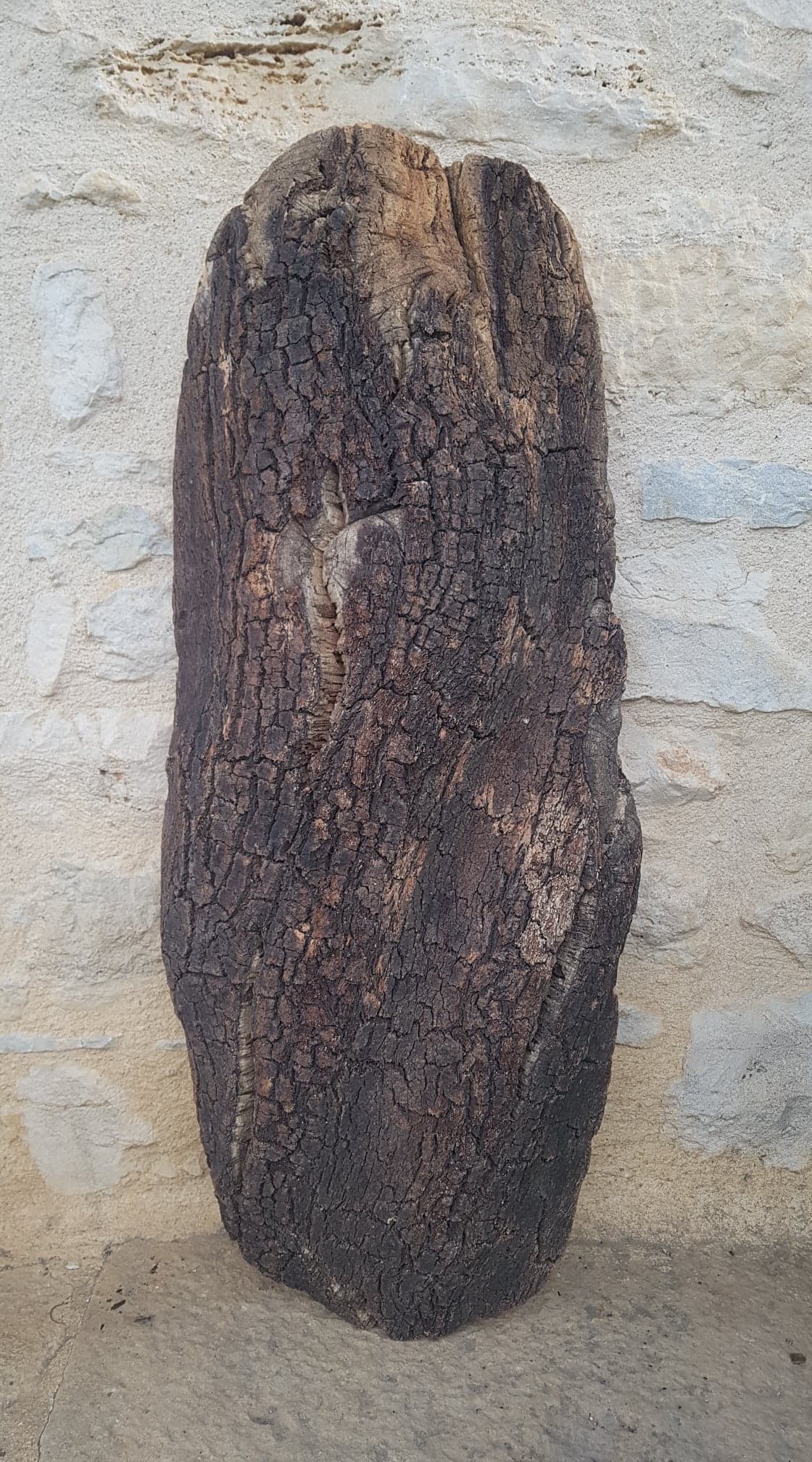 Cork oak bark dish