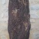 Cork oak bark dish
