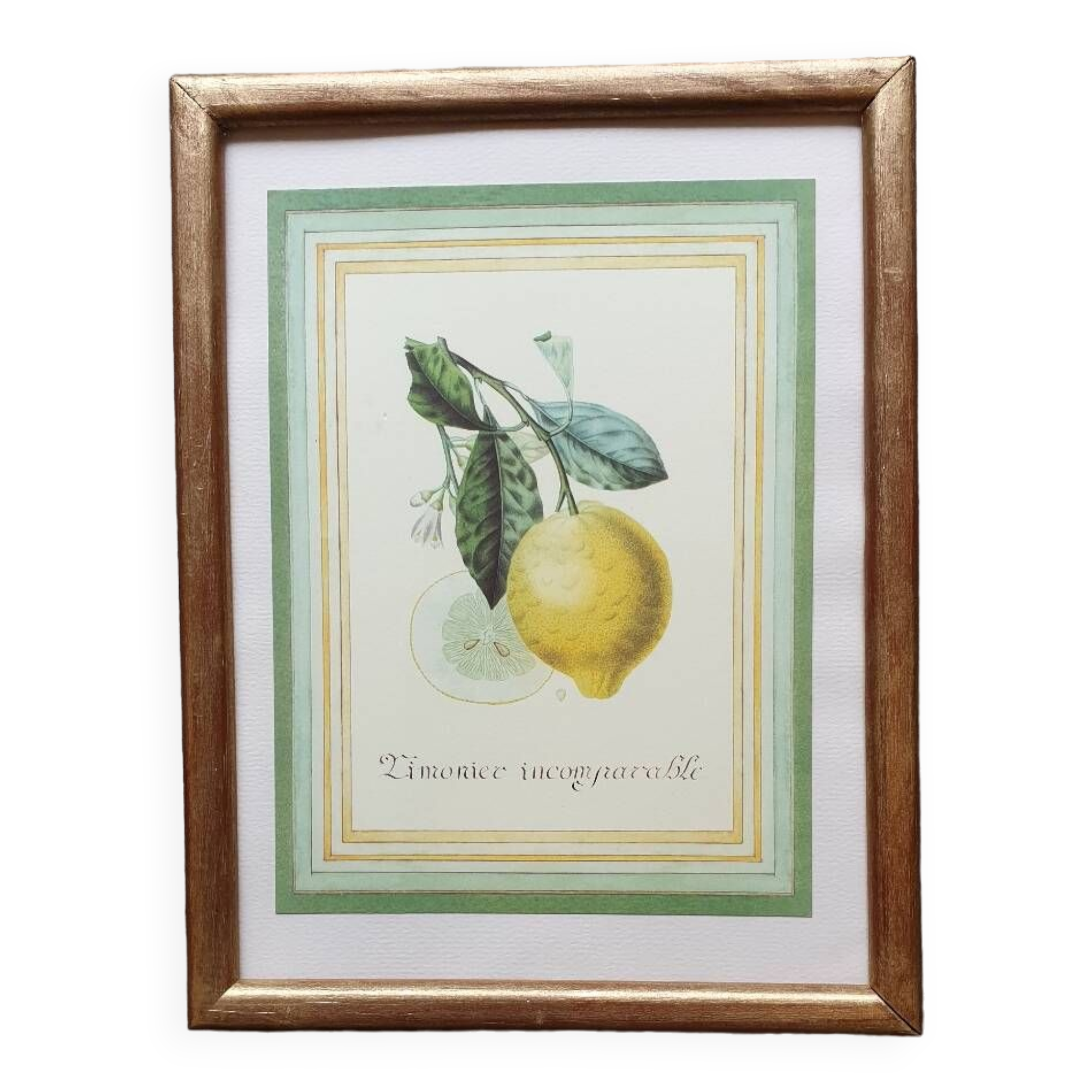 Planche botanique citronnier