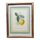 Planche botanique citronnier