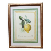 Planche botanique citronnier
