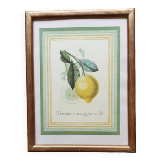 Lemon tree botanical plaque