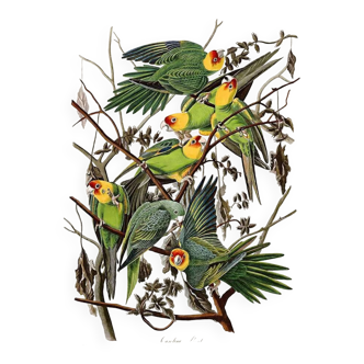 Vintage illustration of colourful parakeets in Audubon style, nature.
