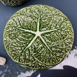 Cabbage bubble