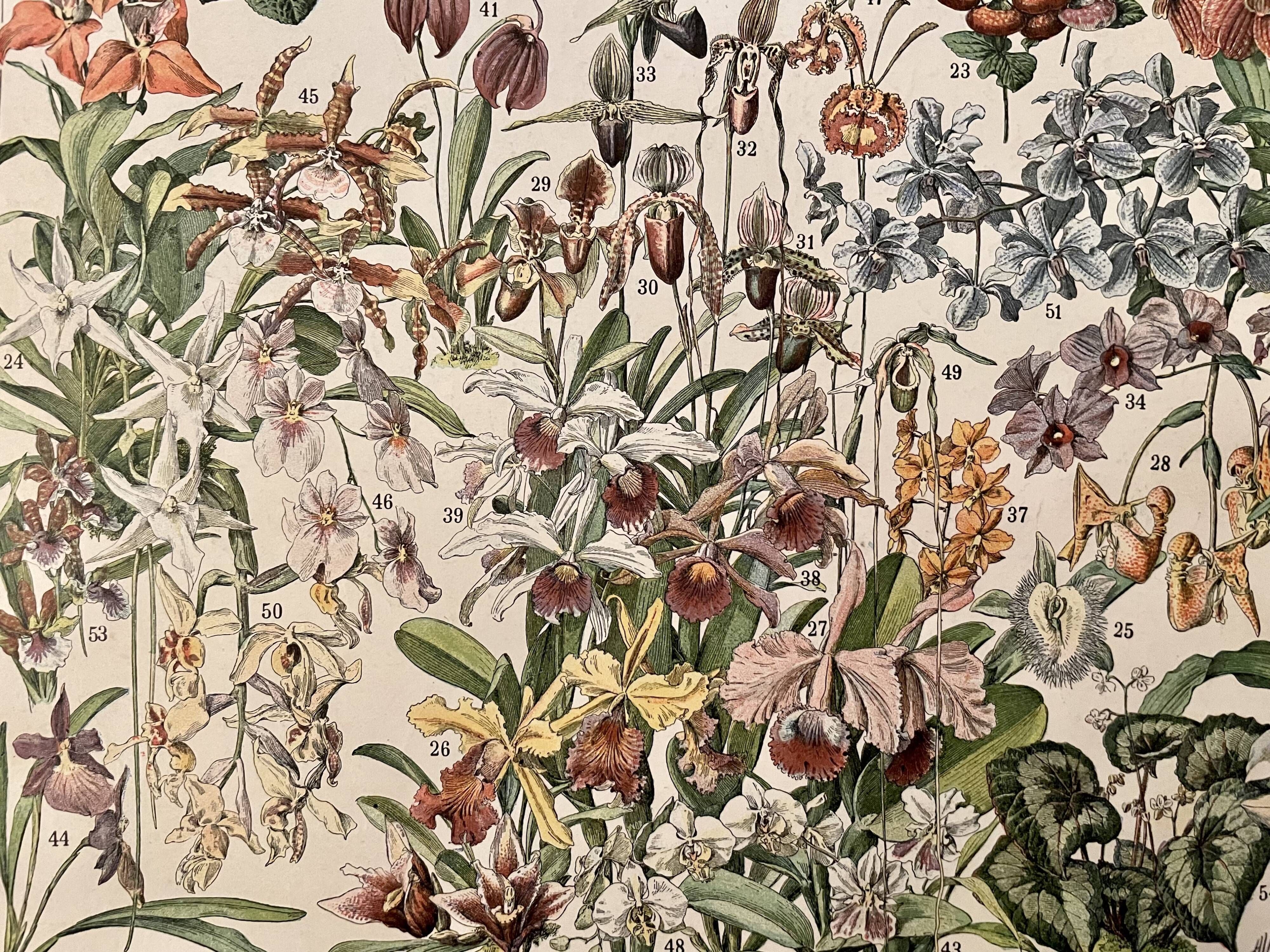 Lithographie gravure sur les fleurs de 1897 catalpa