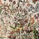 Lithographie gravure sur les fleurs de 1897 catalpa