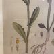 Framed botanical board, Marguerite