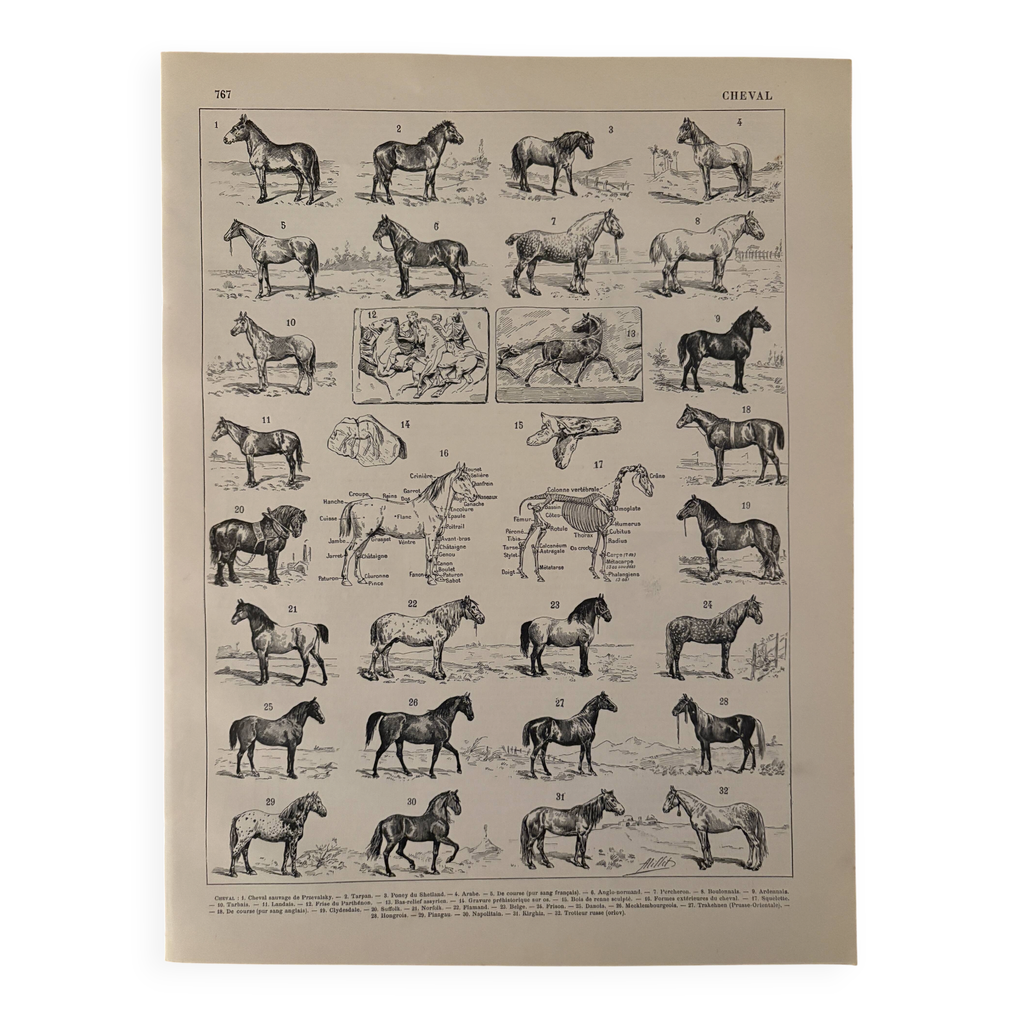 Old engraving of the horse 1900