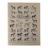 Old engraving of the horse 1900