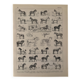 Old engraving of the horse 1900