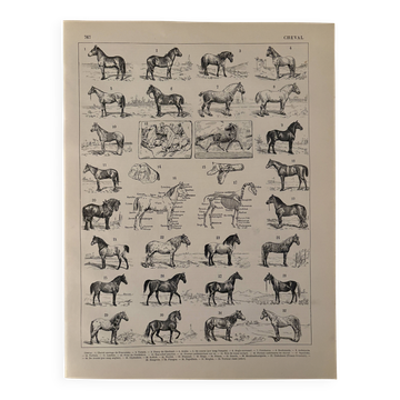 Old engraving of the horse 1900