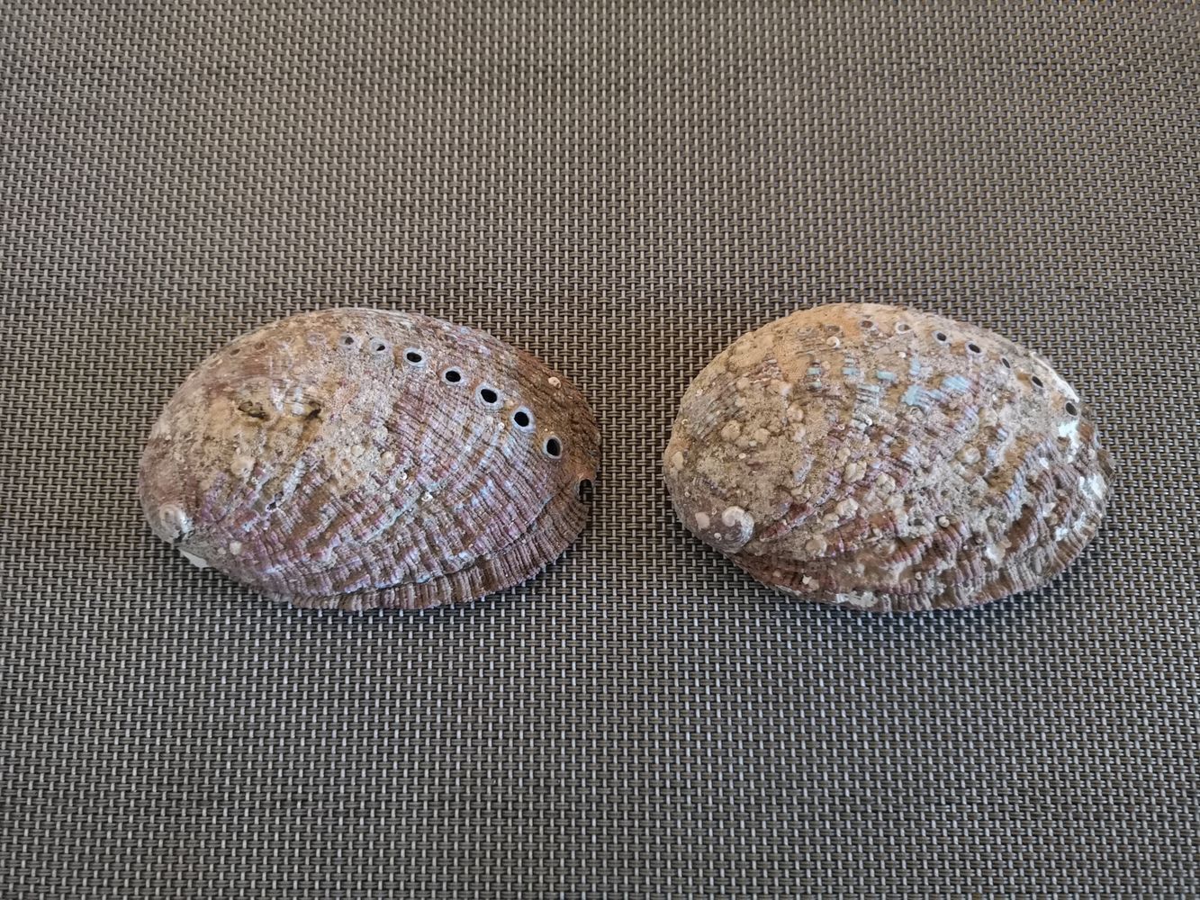 Duo of vacuum pearlescent bags in abalone shell