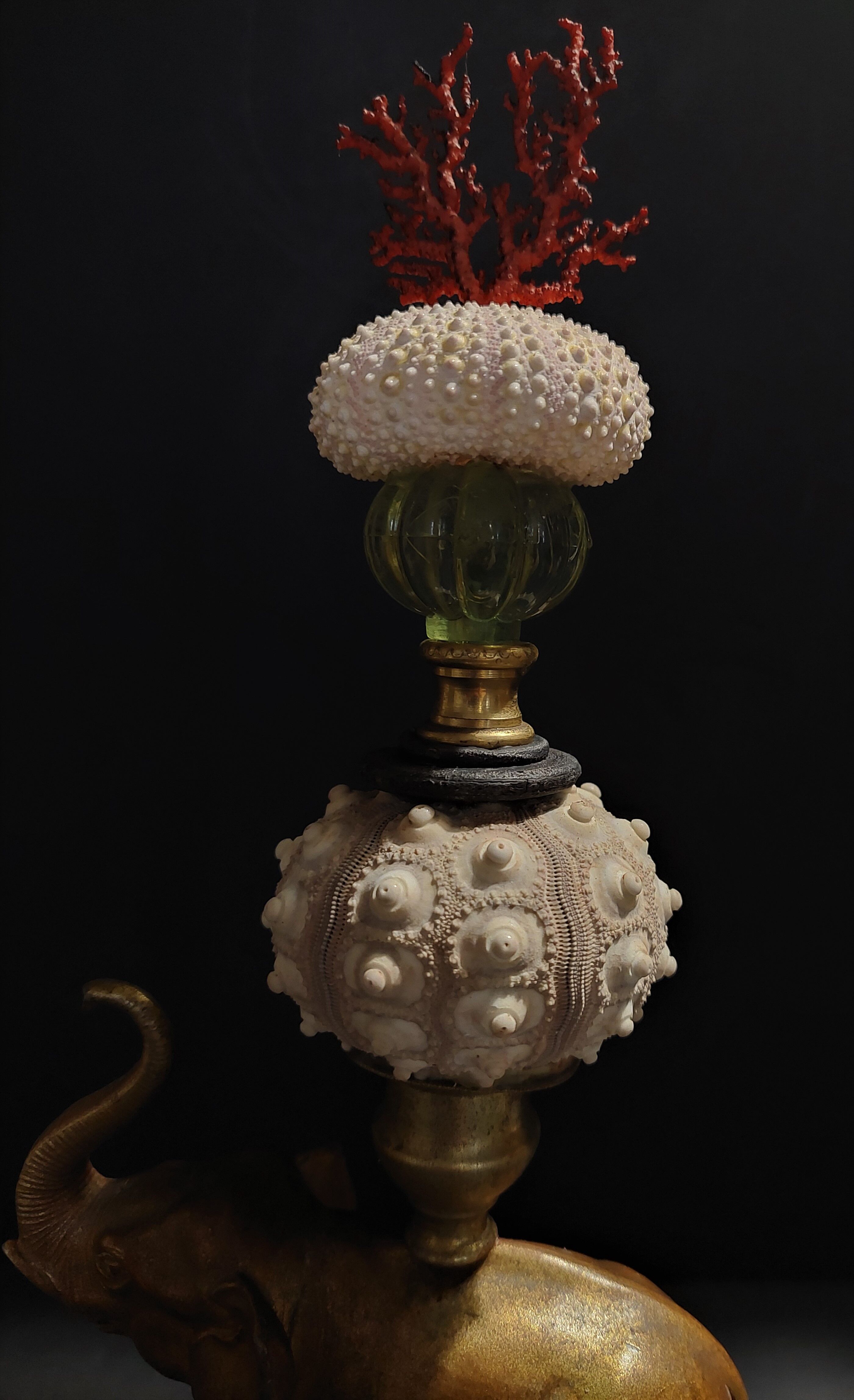 Cabinet of Curiosities composition with sea urchins and gorgon paramuricea clavata