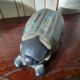 Pierrefonds sandstone beetle box
