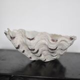 Benitier shell XXL