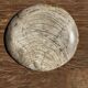 Petrified wood catchall or dish in light grey with rings D27x25 -3320